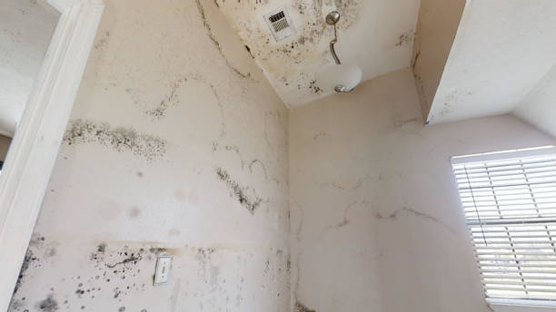 Best Real Estate Mold Inspection  in Norristown, PA