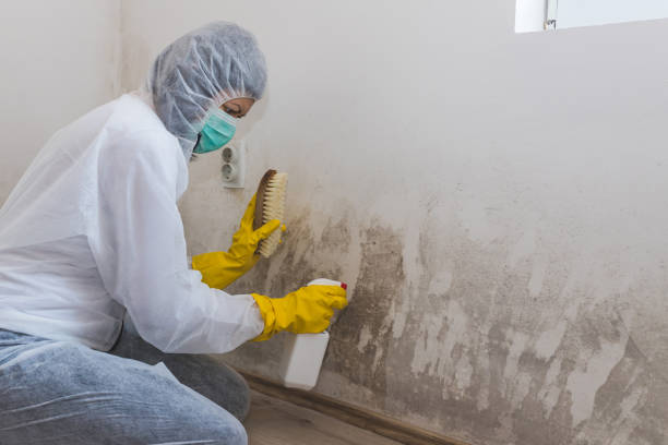 Best Mold Remediation for Vacation Homes  in Norristown, PA